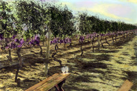 A Sense of Place & Time                                                                                                                                                                              - Hand Painted Images              